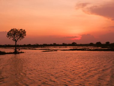 Surabaya, Endonezya 'daki sel basmış pirinç tarlasının üzerinde canlı bir günbatımına karşı dimdik duran bir ağaç silueti..