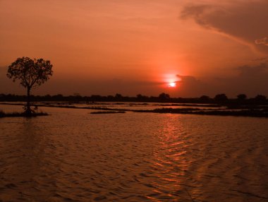 Surabaya, Endonezya 'daki sel basmış pirinç tarlasının üzerinde canlı bir günbatımına karşı dimdik duran bir ağaç silueti..