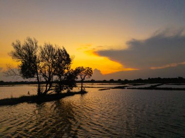 Güneş ufkun altına batarken altın ışık yüzeyi yıkıyor. Surabaya, Endonezya 'daki sel basmış pirinç tarlasını aydınlatıyor..