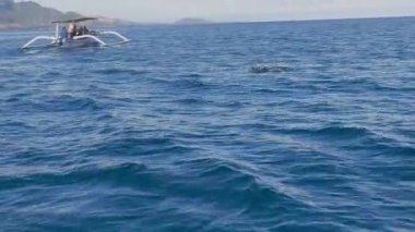 18 Kasım 2024. Bali, Endonezya. Heyecanlı turistler, Lovina, Kuzey Bali denizinde sıçrayan ve dalış yapan yunusların inanılmaz manzarasına tanıklık etmek için motorlu teknelere biniyorlar..