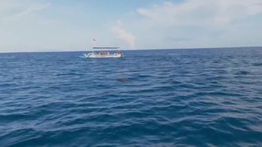 18 Kasım 2024. Bali, Endonezya. Heyecanlı turistler, Lovina, Kuzey Bali denizinde sıçrayan ve dalış yapan yunusların inanılmaz manzarasına tanıklık etmek için motorlu teknelere biniyorlar..