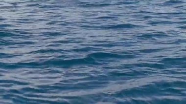 Yunusların Lovina, Bali sularında teknenin yanında yüzdüğü görülebilir. Neşeli yunuslar tekneye eşlik eder, dalgalara atlayıp dalarlar..