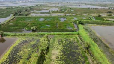 Endonezya, Surabaya 'da geniş bir kırsal manzara manzarası. Sahne birbirine bağlı tuz göletleri ve su yolları ağı tarafından yönetiliyor..