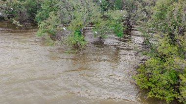 Bir grup beyaz kuşun ağaçların dallarına tünediği su basmış bir bölge. Su bulanık kahverengi bir renk, yakın zamanda sel olduğunu gösteriyor. Ağaçlar yemyeşil.