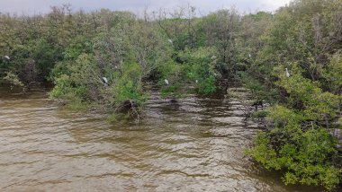 Bir grup beyaz kuşun ağaçların dallarına tünediği su basmış bir bölge. Su bulanık kahverengi bir renk, yakın zamanda sel olduğunu gösteriyor. Ağaçlar yemyeşil.