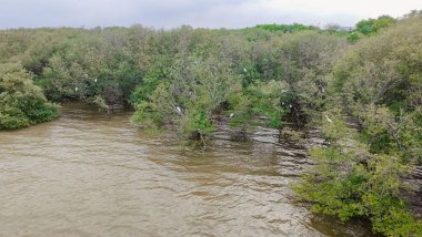 Bir grup beyaz kuşun ağaçların dallarına tünediği su basmış bir bölge. Su bulanık kahverengi bir renk, yakın zamanda sel olduğunu gösteriyor. Ağaçlar yemyeşil.