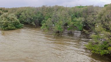 Bir grup beyaz kuşun ağaçların dallarına tünediği su basmış bir bölge. Su bulanık kahverengi bir renk, yakın zamanda sel olduğunu gösteriyor. Ağaçlar yemyeşil.