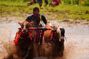 2 Şubat 2025, Probolinggo, Endonezya. Enerjik ve güçlü jokeyler, Karapan Sapi Brujul şampiyonasında tahta bir Brujul 'un üzerinde boğalarına binip çamur sıçratma gösterisi yarattılar..