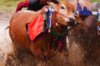 Karapan Sapi Brujul ya da Bull yarışı, Doğu Java, Endonezya 'da geleneksel bir etkinlik. Canlı süslemelerle süslenmiş boğa, çamurlu bir yolda uzun adımlarla yürür ve bir su püskürtüsü oluşturur..