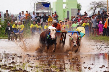 February 2, 2025, Probolinggo, Indonesia. Energetic and powerful jockeys rode their bull on a wooden Brujul on Karapan Sapi Brujul championship, creating a spectacle of mud splashes. clipart