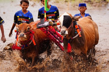 February 2, 2025, Probolinggo, Indonesia. Young jockeys rode their bull on a wooden Brujul on Karapan Sapi Brujul championship, creating a spectacle of mud splashes. clipart