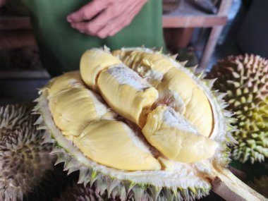 Lezzetli olgun bir Durian, kremsi sarı eti açıkta, tadını çıkarmaya hazır. Güçlü aroması ve zengin tadı ile bilinen eşsiz bir meyvedir.