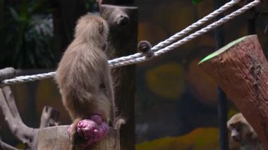 Bir Hamadryas maymunu Surabaya 'da bir hayvanat bahçesinde çeşitli aktivitelere katılır, açık bir günde güneşin altında güneşlenir..