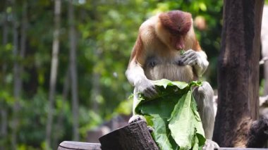 Bekantan ya da Proboscis maymunu güneşli havalarda papaya yapraklarından oluşan bir yemeğin tadını çıkarıyor..