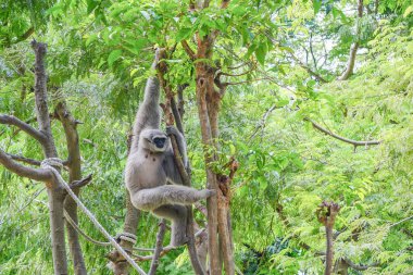 Çok gölgeli, güneşli bir havada, yemyeşil bir ağaçta, bazen dallardan sarkan gümüşi bir şablon..