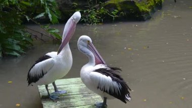 Göl kenarındaki birkaç pelikanın çeşitli davranışlarda bulunması, paytak paytak yürümesi, tünemesi ve etkileşime girmesi.