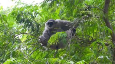Çok gölgeli, güneşli bir havada, yemyeşil bir ağaçta, bazen dallardan sarkan gümüşi bir maymunun etkinliği..
