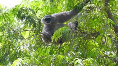 Çok gölgeli, güneşli bir havada, yemyeşil bir ağaçta, bazen dallardan sarkan gümüşi bir maymunun etkinliği..