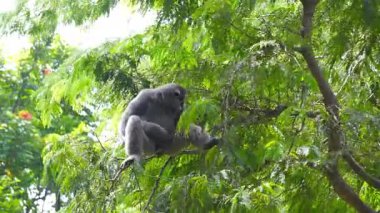 Çok gölgeli, güneşli bir havada, yemyeşil bir ağaçta, bazen dallardan sarkan gümüşi bir maymunun etkinliği..