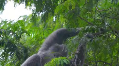 Çok gölgeli, güneşli bir havada, yemyeşil bir ağaçta, bazen dallardan sarkan gümüşi bir maymunun etkinliği..