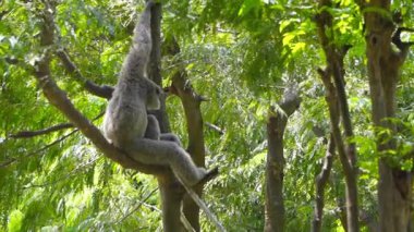 Çok gölgeli, güneşli bir havada, yemyeşil bir ağaçta, bazen dallardan sarkan gümüşi bir maymunun etkinliği..