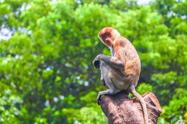 Bekantan or proboscis monkey perches on a tree stump, surrounded by lush greenery, showcasing its distinctive features and playful demeanor. clipart