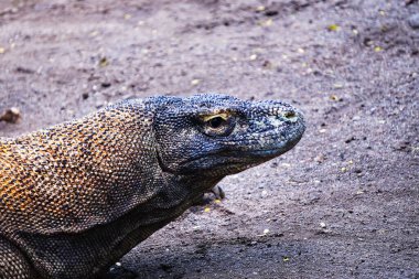 A Komodo dragon rests on a stone surface, showcasing its textured skin and powerful build against a muted background. clipart