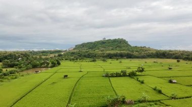 Endonezya 'nın Doğu Java bölgesindeki Gresik köyünde bulutlu bir gökyüzünün altında arka planda bir tepe bulunan yemyeşil pirinç tarlalarının hava manzarası..