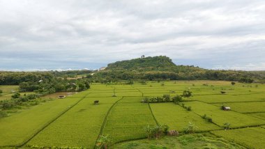 Endonezya 'nın Doğu Java bölgesindeki Gresik köyünde bulutlu bir gökyüzünün altında arka planda bir tepe bulunan yemyeşil pirinç tarlalarının hava manzarası..