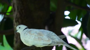 Bali Myna ya da Leucopsar Rothschildi bir dala tünemiş, çarpıcı beyaz tüylerini ve mavi yüz derisini sergiliyor.