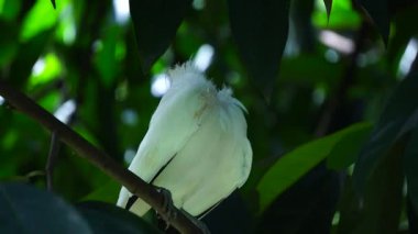 Bali Myna ya da Leucopsar Rothschildi bir dala tünemiş, çarpıcı beyaz tüylerini ve mavi yüz derisini sergiliyor.