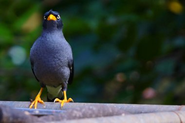 Bir Javan Myna kuşu veya pürüzsüz siyah bir arması ve parlak sarı gagası olan Acridotheres javanicus.