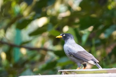 Bir Javan Myna kuşu veya pürüzsüz siyah bir arması ve parlak sarı gagası olan Acridotheres javanicus.