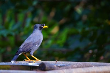 Bir Javan Myna kuşu veya pürüzsüz siyah bir arması ve parlak sarı gagası olan Acridotheres javanicus.