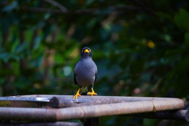 Bir Javan Myna kuşu veya pürüzsüz siyah bir arması ve parlak sarı gagası olan Acridotheres javanicus.