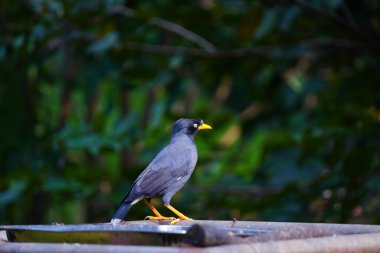Bir Javan Myna kuşu veya pürüzsüz siyah bir arması ve parlak sarı gagası olan Acridotheres javanicus.