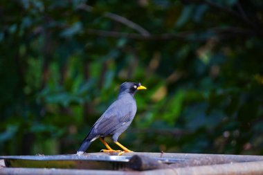 Bir Javan Myna kuşu veya pürüzsüz siyah bir arması ve parlak sarı gagası olan Acridotheres javanicus.