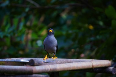 Bir Javan Myna kuşu veya pürüzsüz siyah bir arması ve parlak sarı gagası olan Acridotheres javanicus.