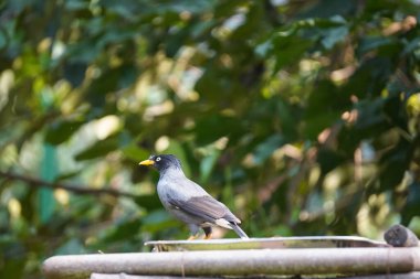 Bir Javan Myna kuşu veya pürüzsüz siyah bir arması ve parlak sarı gagası olan Acridotheres javanicus.