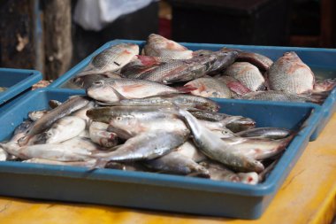 Mavi plastik tepsilerde sergilenen taze balıklar, muhtemelen bir pazarda ya da balıkçılarda satışta ya da pişirilmeye hazır..
