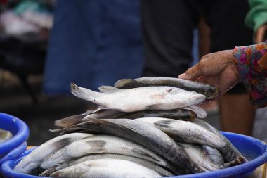 İnsanlar kalabalık bir balık pazarındaki tepsilerden taze balık seçiyor, buzda ve sepetlerde çeşitli balıklar sergiliyorlar..