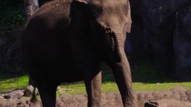 Bir grup fil güneşli bir çim tarlasında huzur içinde otluyor. Büyük formları sabah ışığında uzun gölgeler bırakıyor. Hava sakin ve sakin..
