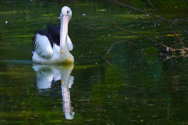 Görkemli bir Avustralyalı pelikan, sakin, yeşil bir gölette zarif bir şekilde süzülür. Uzun gagası ve yansıması gür yapraklarla çevrili sakin sularda görülebilir..