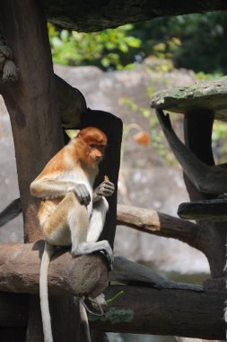 Bekantan ya da hortum maymunu tahta bir yapının üzerinde oturur, elinde küçük bir parça yiyecek taşır..