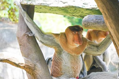 Bekantan ya da hortum maymunu tahta bir yapının üzerinde oturur, elinde küçük bir parça yiyecek taşır..