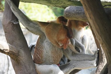 Bekantan ya da hortum maymunu tahta bir yapının üzerinde oturur, elinde küçük bir parça yiyecek taşır..