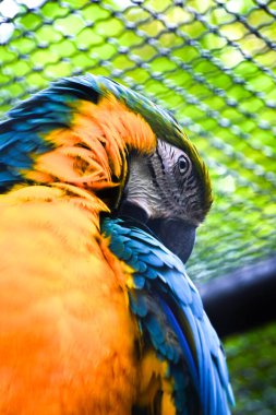 Mavi ve sarı renkli canlı mavi ve altın sarısı tüyleriyle omuzlarının üzerinden bakan bir papağanın çarpıcı yakın plan portresi..