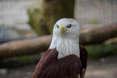 Kızıl Sırtlı Deniz Kartalı olarak da bilinen Brahminy Uçurtması sağa bakıyor. Kuşun başı ve göğsü beyazdır ve kanatları kıpkırmızı-kahverengidir..