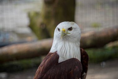 Kızıl Sırtlı Deniz Kartalı olarak da bilinen Brahminy Uçurtması sağa bakıyor. Kuşun başı ve göğsü beyazdır ve kanatları kıpkırmızı-kahverengidir..
