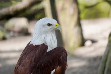 Kızıl Sırtlı Deniz Kartalı olarak da bilinen Brahminy Uçurtması sağa bakıyor. Kuşun başı ve göğsü beyazdır ve kanatları kıpkırmızı-kahverengidir..
